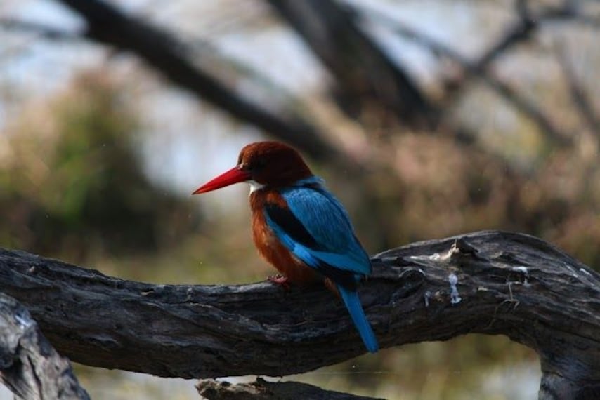 Keoladeo National Park-2